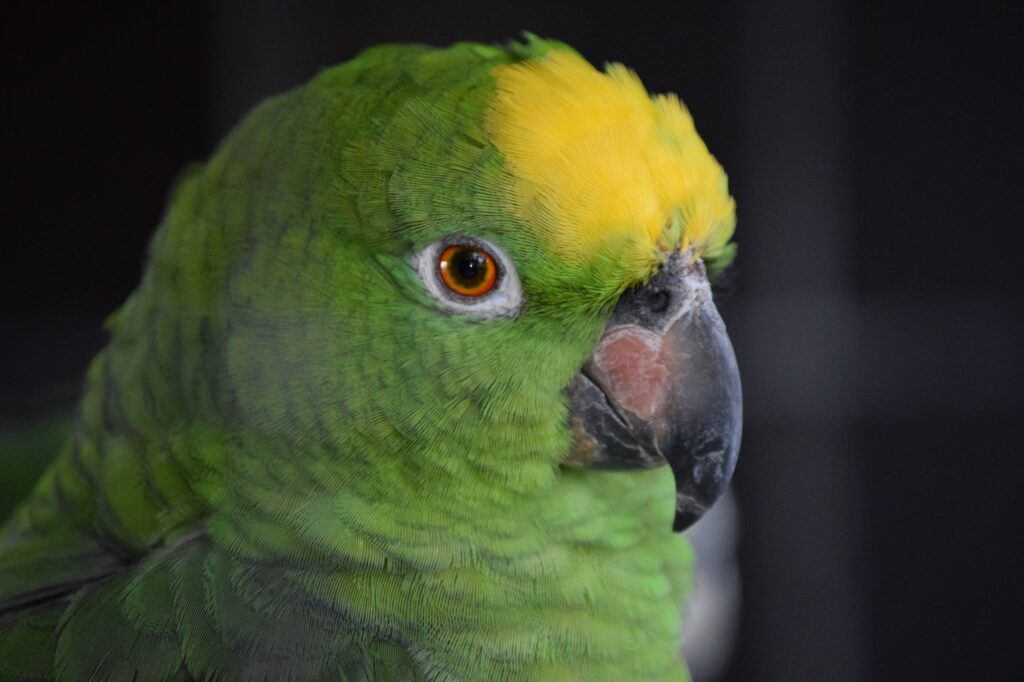 Amazon Parrot: Care and Feeding, Personality, Speech and Sound 2024