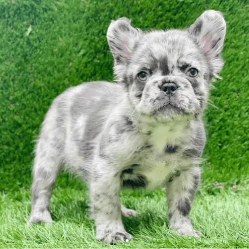 Fluffy French Bulldog: Info, Appearance, History, Care 2024