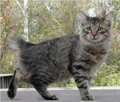 American Bobtail: Info, Diet, Temperament’s, Cares & History