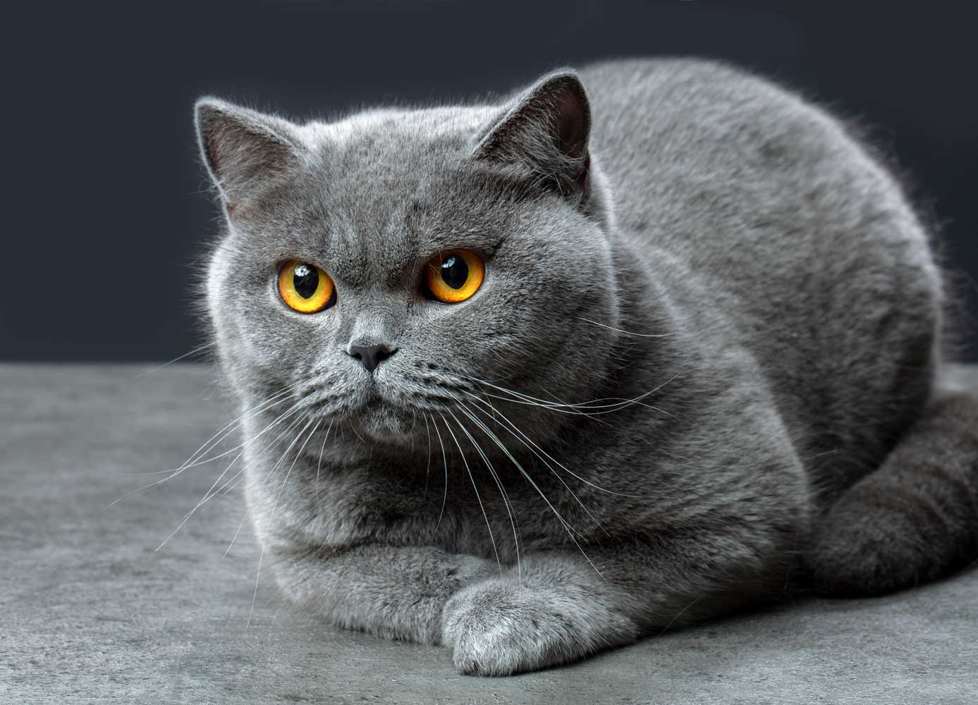 British Shorthair: Info, Diet , Temperament's , Cares & Qualitites 2024