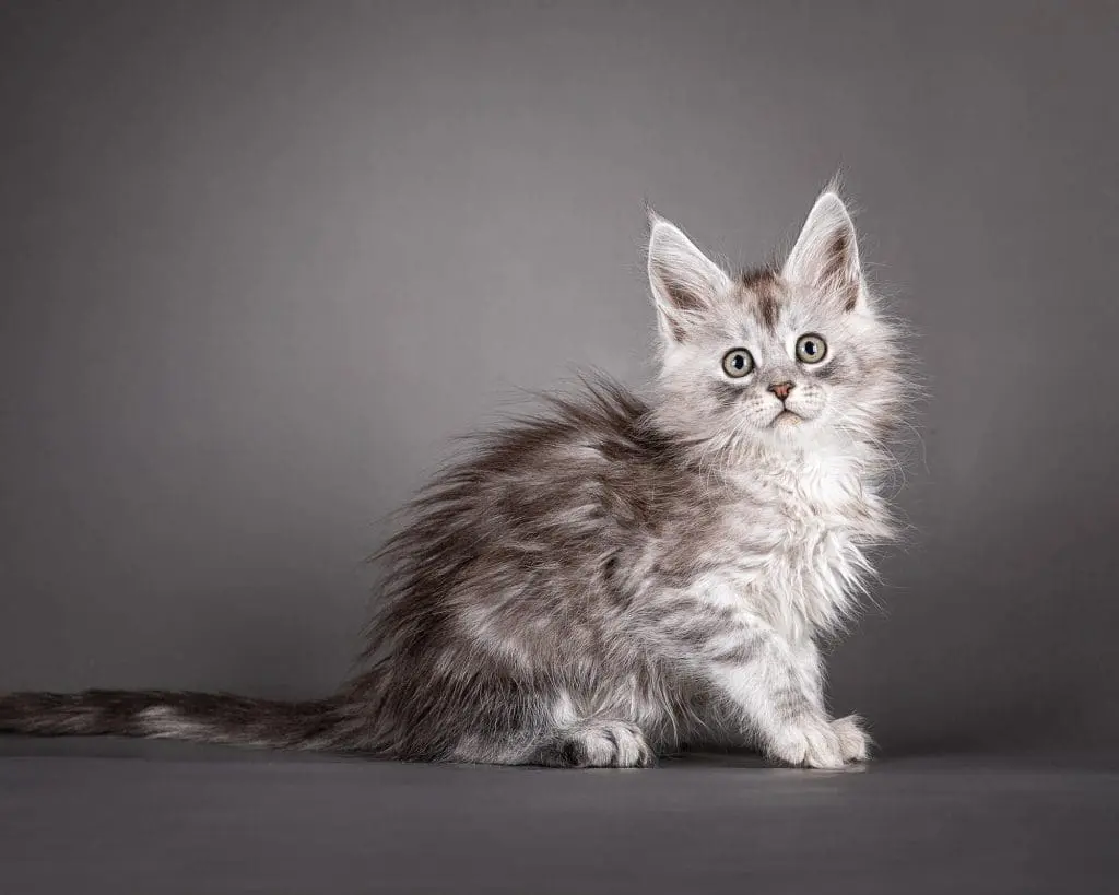 Maine Coon: Info, Diet, Temperament's, Cares & Characterstics